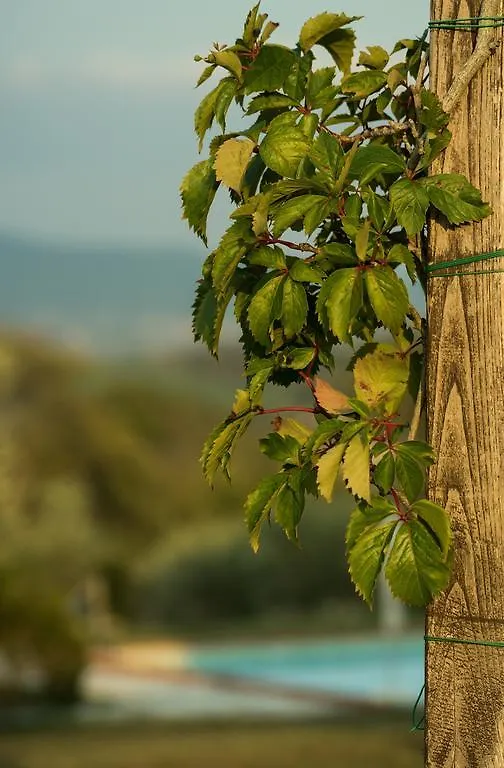 Agriturismo San Nicolo Montecastelli Pisano Italy